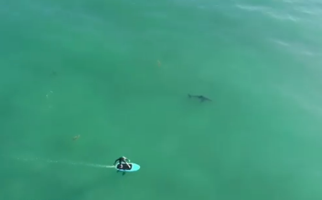 Сърф с акули в Калифорния